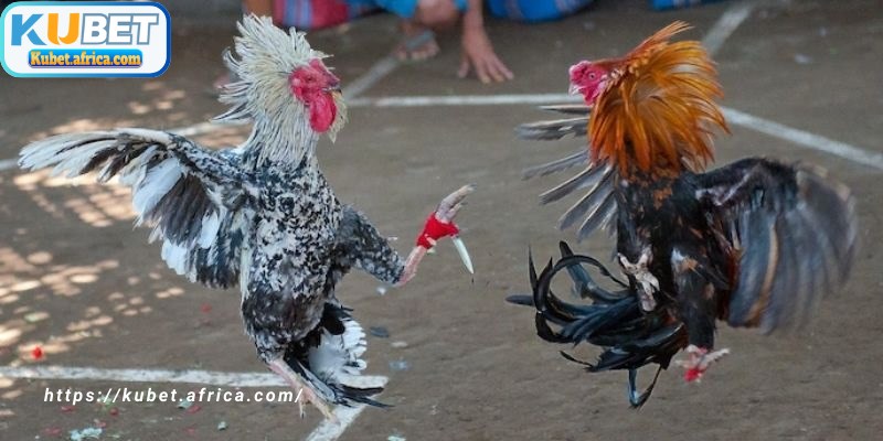 Hình thức đá gà trực tuyến tại KUBET mang đến trải nghiệm chân thực