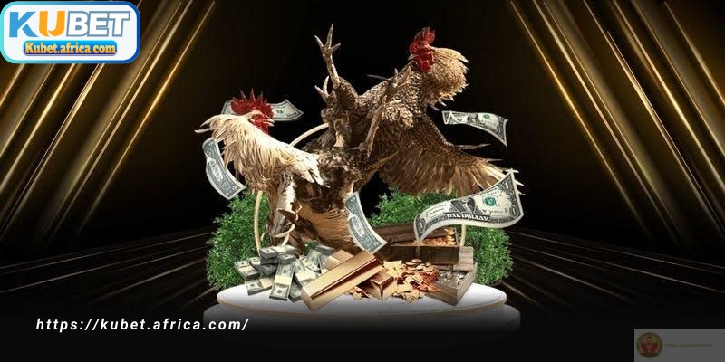 Kinh nghiệm không phải yếu tố bắt buộc trong cách chơi đá gà KUBET