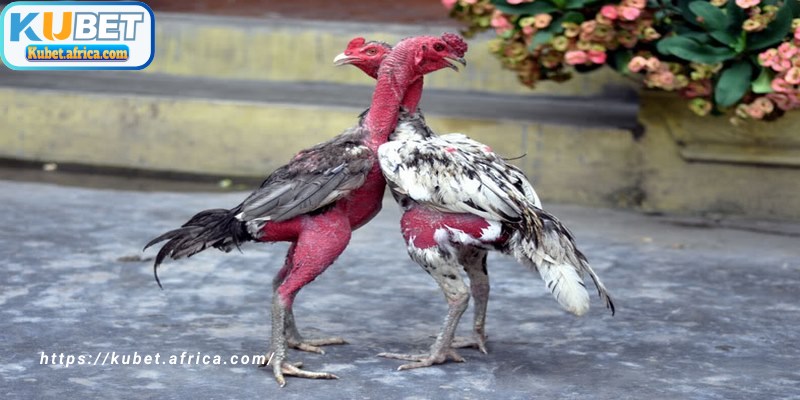 Hướng dẫn chi tiết cách đúc gà đá KUBET hiệu quả