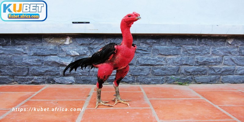 Mỗi dòng gà KUBET có đặc điểm riêng nên cách đúc cần linh hoạt điều chỉnh