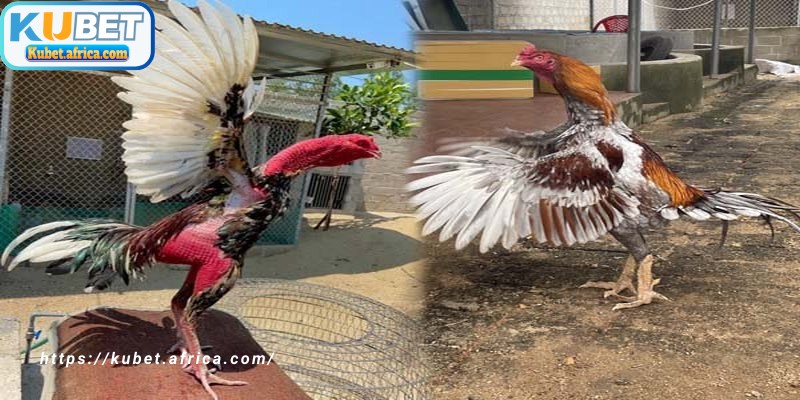 Lý do người chơi cần phải biết cách đúc gà đá KUBET