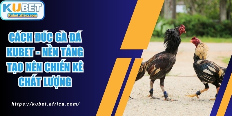 Cách Đúc Gà Đá KUBET - Nền Tảng Tạo Nên Chiến Kê Chất Lượng