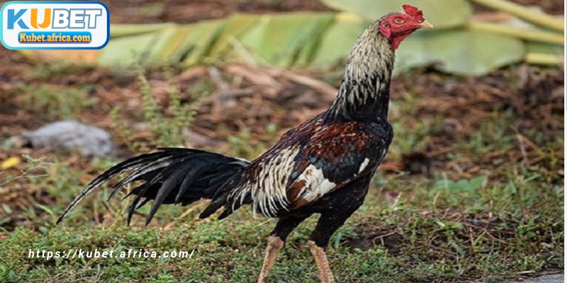 Gà đòn Thái Lan KUBET sở hữu lối đá thiên về đòn thế và khả năng chịu lực tốt
