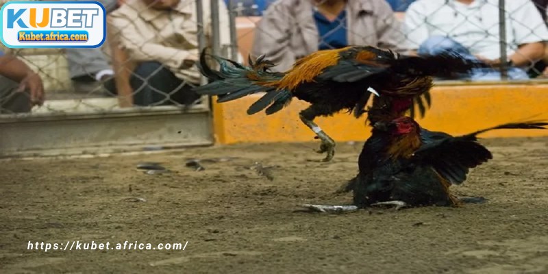 Người mới vẫn có thể theo dõi gà đòn Thái Lan KUBET một cách tương đối dễ dàng